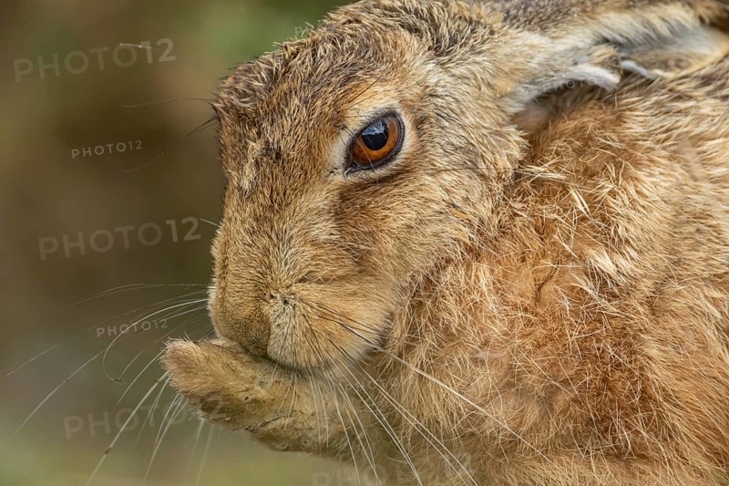 European brown hare (Lepus europaeus) adult animal washing its foot, England, United Kingdom