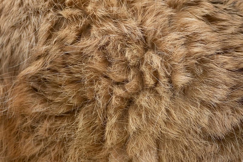 European brown hare (Lepus europaeus) adult animal close up of its body fur, England, United Kingdom