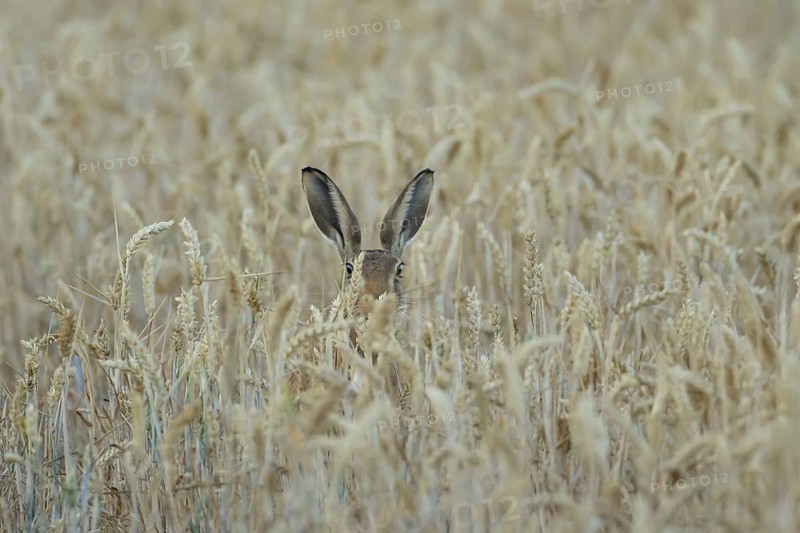 European brown hare (Lepus europaeus) adult animal in a farmland wheat field in summer, England, United Kingdom