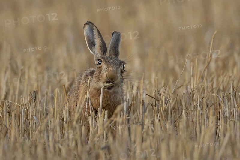 European brown hare (Lepus europaeus) adult animal eating a wheat plant sheath in a harvested farmland field in summer, England, United Kingdom