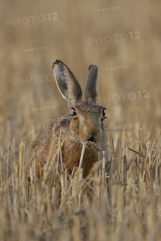 European brown hare (Lepus europaeus) adult animal eating a wheat plant sheath in a harvested farmland field in summer, England, United Kingdom