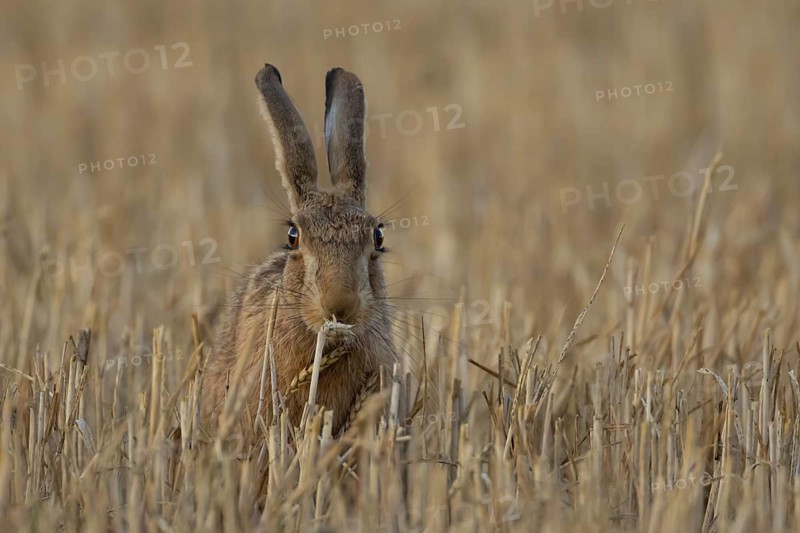 European brown hare (Lepus europaeus) adult animal feeding on a wheat plant sheath in a farm stubble field in summer, England, United Kingdom