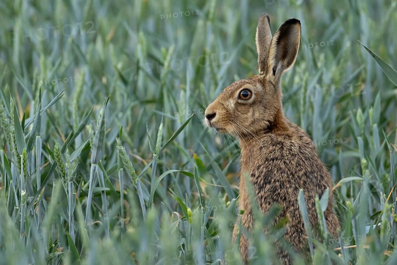 European brown hare (Lepus europaeus) adult animal in a field of wheat on a farm in summer, England, United Kingdom