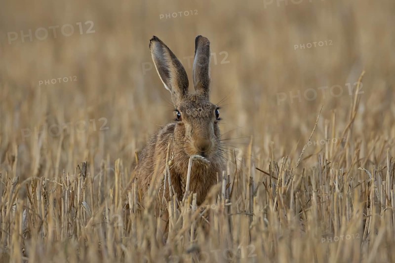 European brown hare (Lepus europaeus) adult animal feeding on a wheat plant sheath in a farm field in summer, England, United Kingdom