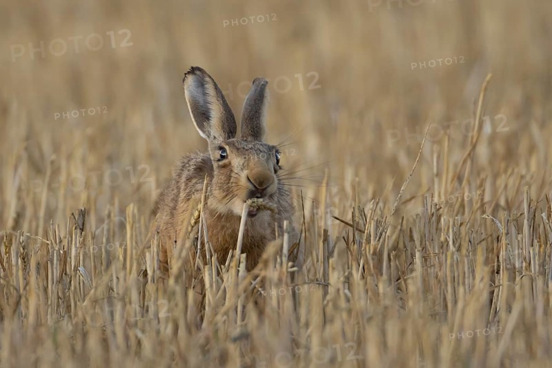 European brown hare (Lepus europaeus) adult animal eating a wheat plant sheath in a harvested stubble farmland field in summer, England, United Kingdom