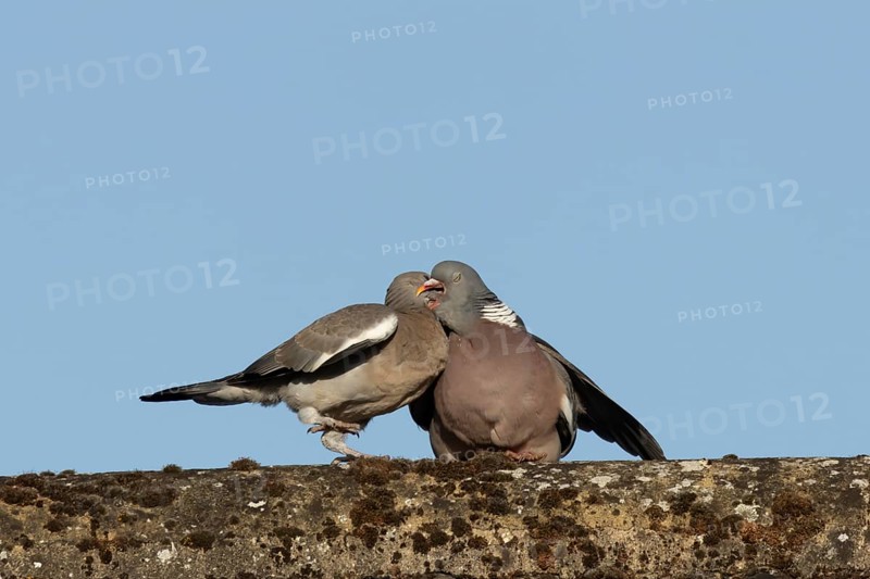 Wood pigeon (Columba palumbus) adult garden bird feeding a juvenile baby squab bird on a house roof in summer, England, United Kingdom