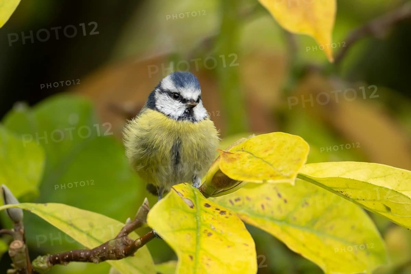 Blue tit (Cyanistes caeruleus) adult garden bird on a magnolia tree branch with autumn colour leaves, England, United Kingdom