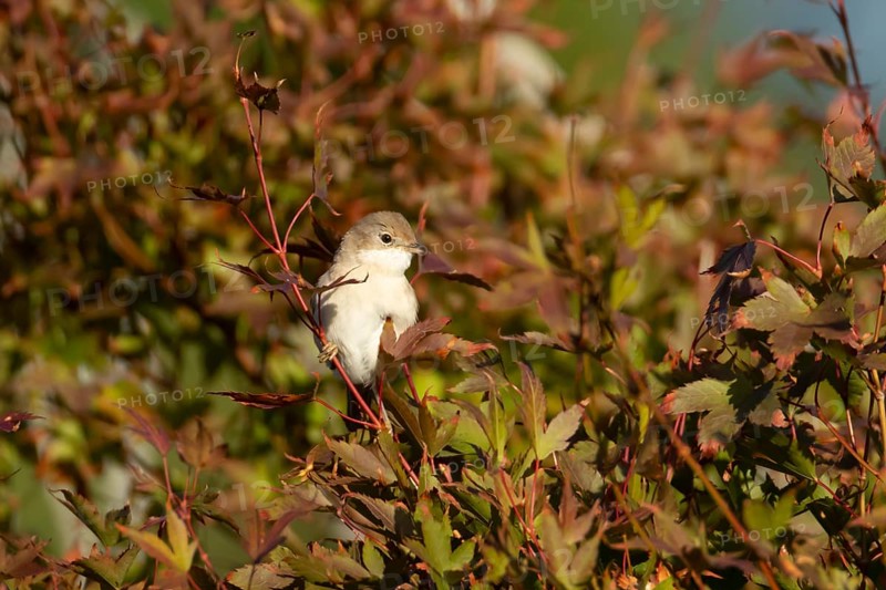 Lesser whitethroat (Curruca curruca) adult bird on a garden shrub with red autumn colour leaves, England, United Kingdom