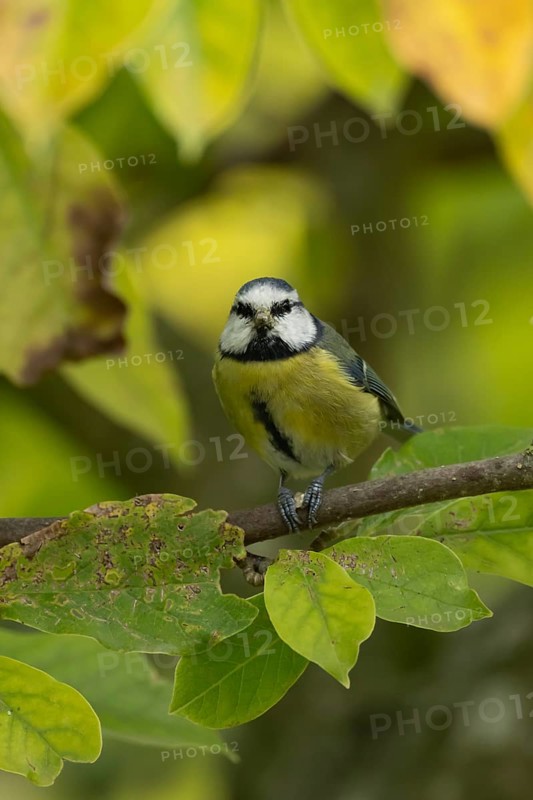Blue tit (Cyanistes caeruleus) adult garden bird on a magnolia tree branch with autumn colour leaves, England, United Kingdom