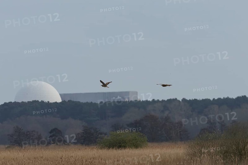 Eurasian or Great bittern (Botaurus stellaris) two adult birds flying over in a reedbed in spring with Sizewell B nuclear power station in the background, RSPB Minsmere nature reserve, Suffolk, England, United Kingdom