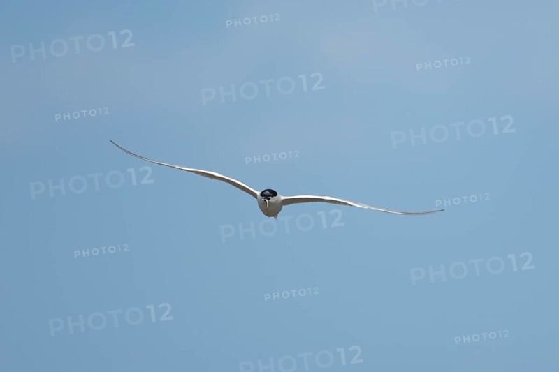 Sandwich tern (Thalasseus sandvicensis) adult bird flying with a fish in its beak in summer, England, United Kingdom