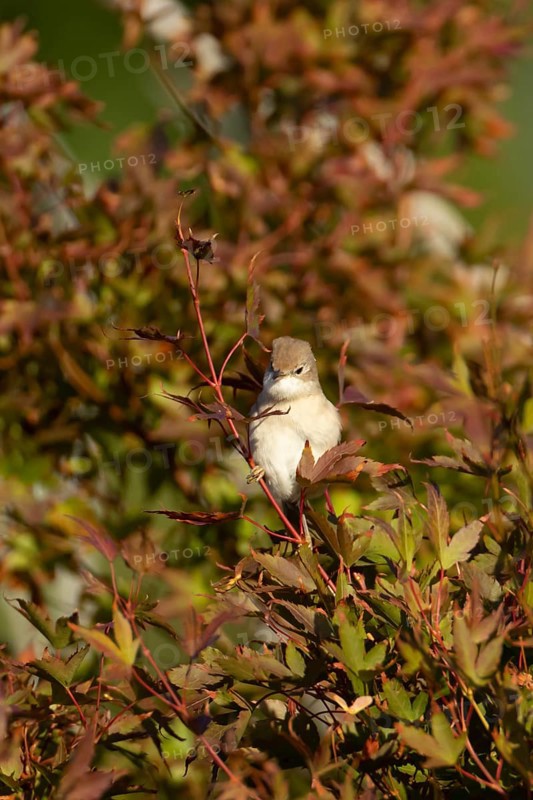 Lesser whitethroat (Curruca curruca) adult bird on a garden shrub with red autumn colour leaves, England, United Kingdom