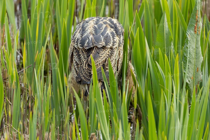 Eurasian or Great bittern (Botaurus stellaris) adult bird booming or calling in a reedbed in spring, RSPB Minsmere nature reserve, Suffolk, England, United Kingdom