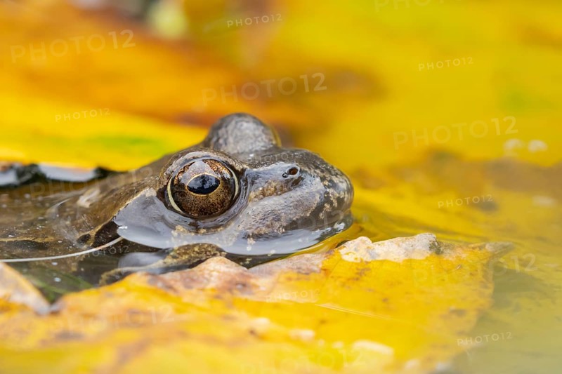 Common frog (Rana temporaria) adult amphibian on the water surface of a pond with fallen autumn leaves, England, United Kingdom