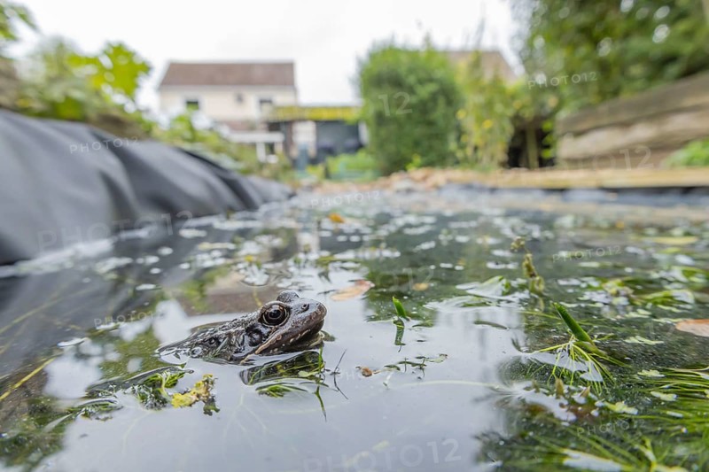 Common frog (Rana temporaria) adult amphibian on the water surface of a garden pond amongst pond weed with an urban house in the background, England, United Kingdom