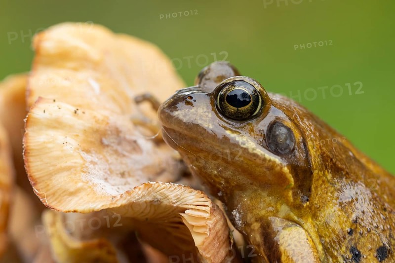 Common frog (Rana temporaria) adult amphibian on a fungi in autumn, England, United Kingdom