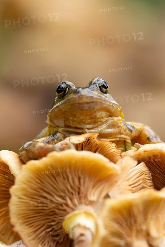 Common frog (Rana temporaria) adult amphibian on a fungi in autumn, England, United Kingdom