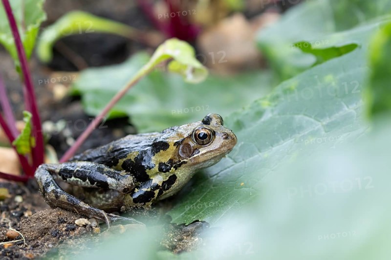 Common frog (Rana temporaria) adult amphibian in a garden vegetable patch, England, United Kingdom