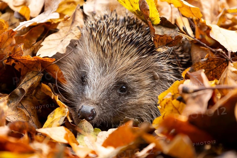European hedgehog (Erinaceus europaeus) adult animal emerging from a pile of fallen autumn leaves in a garden, England, United Kingdom