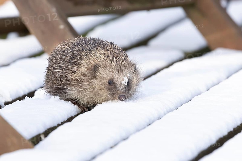 European hedgehog (Erinaceus europaeus) adult animal walking on snow covered garden wooden decking in winter, England, United Kingdom