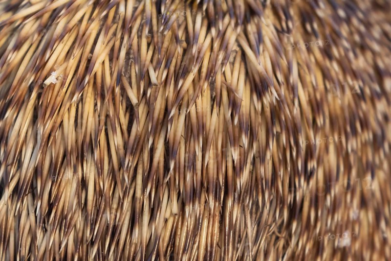 European hedgehog (Erinaceus europaeus) adult animal close up of its spines, England, United Kingdom