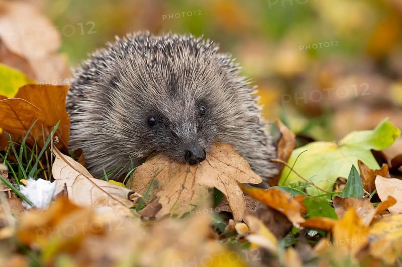 European hedgehog (Erinaceus europaeus) adult animal on fallen autumn leaves in a garden carrying a leaf in its mouth for bedding during hiberation, England, United Kingdom