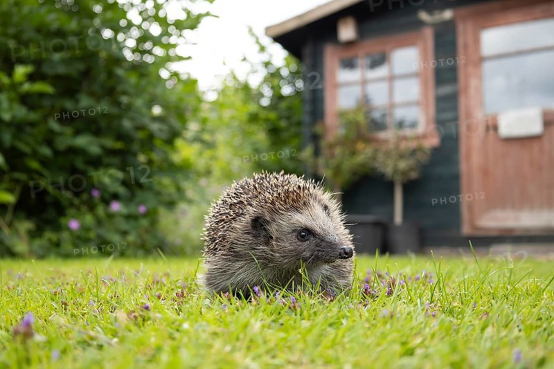 European hedgehog (Erinaceus europaeus) adult animal on a garden grass lawn with a shed in the background in summer, England, United Kingdom