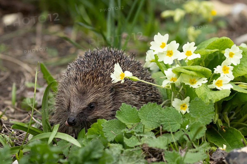European hedgehog (Erinaceus europaeus) adult animal in a garden with wild Primrose flowers in spring, England, United Kingdom