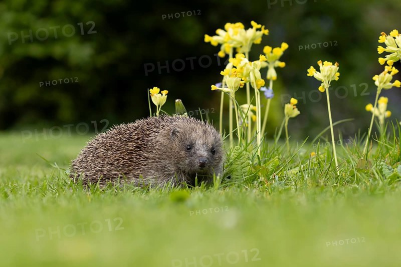 European hedgehog (Erinaceus europaeus) adult animal on a garden grass lawn with Cowslip flowers in spring, England, United Kingdom