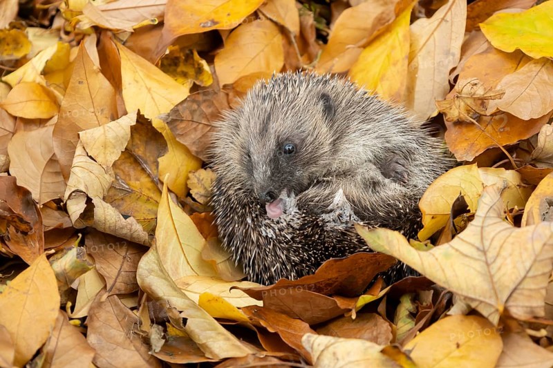 European hedgehog (Erinaceus europaeus) adult animal self anointing or salivating itself on fallen autumn leaves, England, United Kingdom