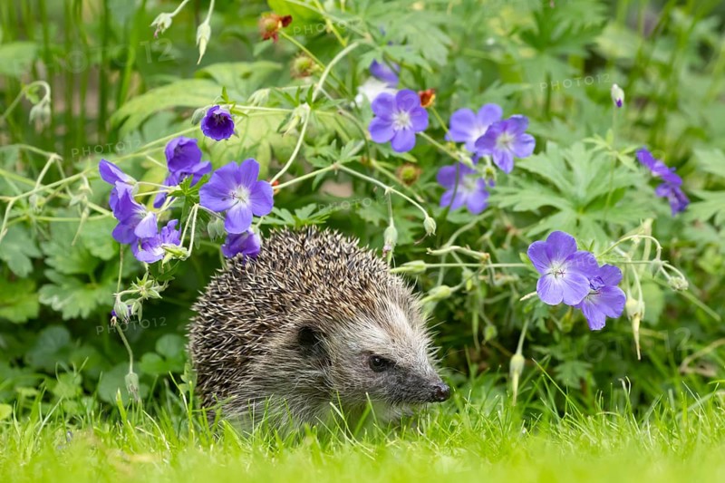 European hedgehog (Erinaceus europaeus) adult animal on a grass lawn under a blue flowering geranium flower in a garden in summer, England, United Kingdom
