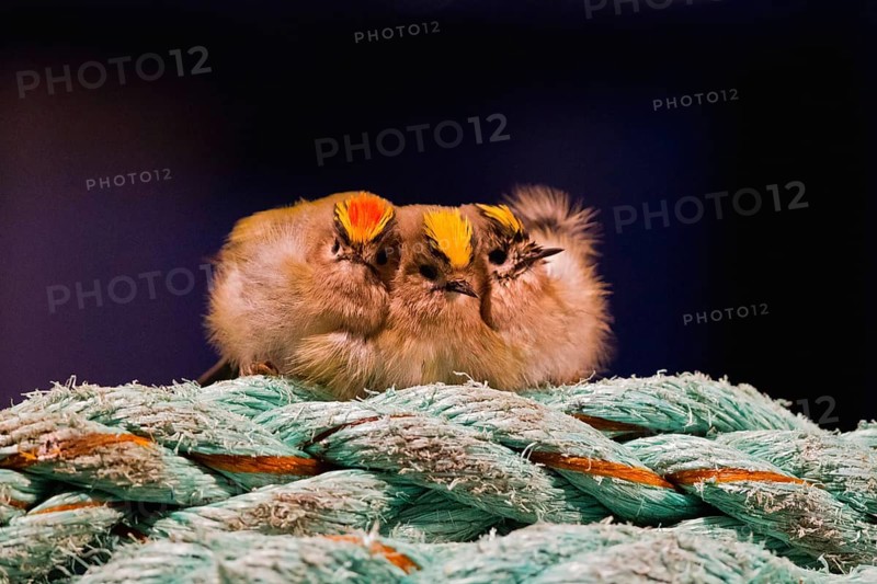 Goldcrest (Regulus regulus), close-up, group of 3 birds resting together on a ship's rope and huddling close together against the cold, Baltic Sea, Germany