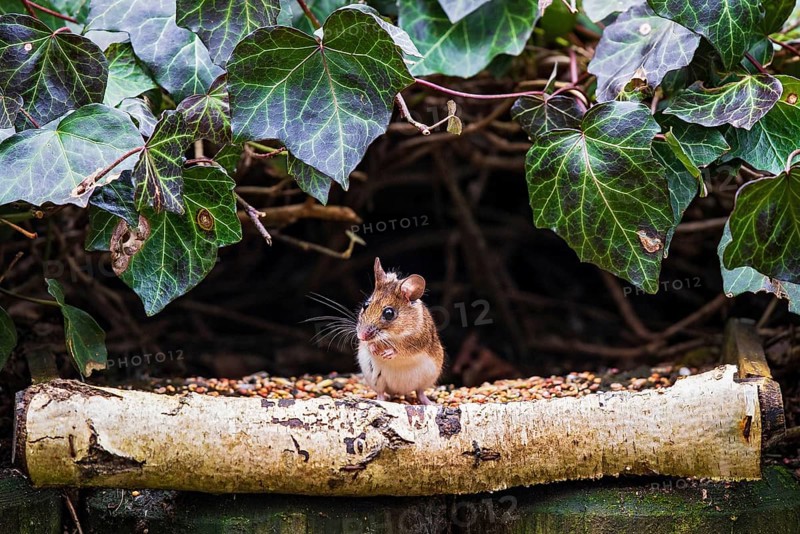 Wood mouse (Apodemus sylvaticus), standing cutely upright on its hind legs at a bird feeder between ivy leaves and eating grain food, Hesse, Germany