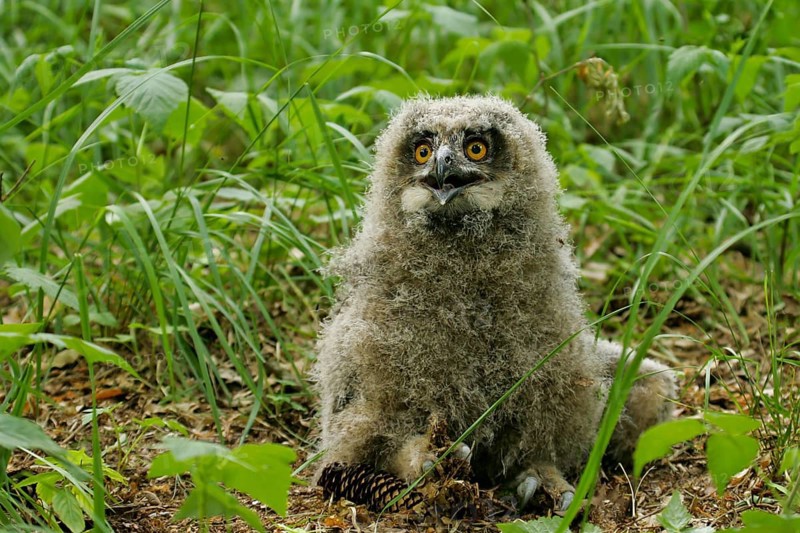 Eurasian Eagle-owl (Bubo bubo), close-up, young bird not yet able to fly in down plumage sitting on the forest floor at the breeding site, Brandenburg, Germany