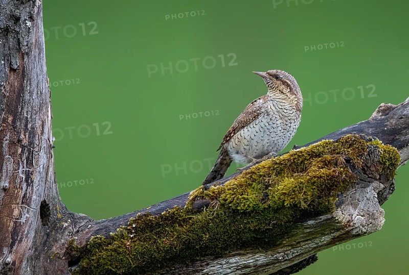 Wryneck (Jynx torquilla), close-up, adult bird sitting on a mossy branch in front of a hollow in a deadwood tree and turning its head, Hesse, Germany