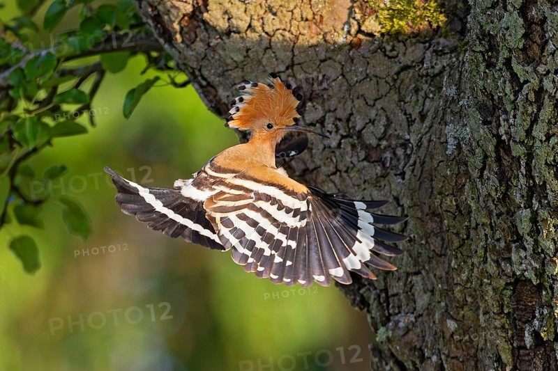 Hoopoe (Upupa epops), adult bird flying in shaking flight in front of apple tree with open wing and raised feather cap in the sun, Baden-Württemberg, Germany