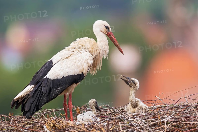 White stork (Ciconia ciconia), adult bird standing on an eyrie above the roofs of a town together with two small young birds sitting on the nest floor and begging for food, Bavaria, Germany