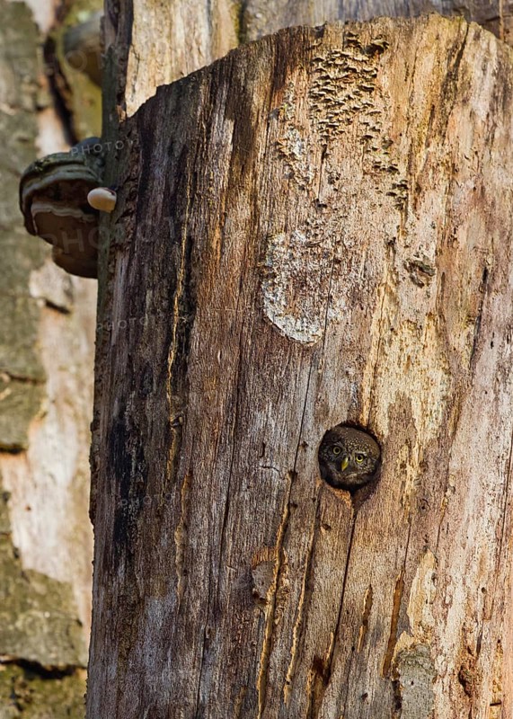 Pygmy Owl (Glaucidium passerinum), adult bird at the breeding site looking with its head out of the deadwood cavity of a dead beech tree, Odenwald, Hesse, Germany