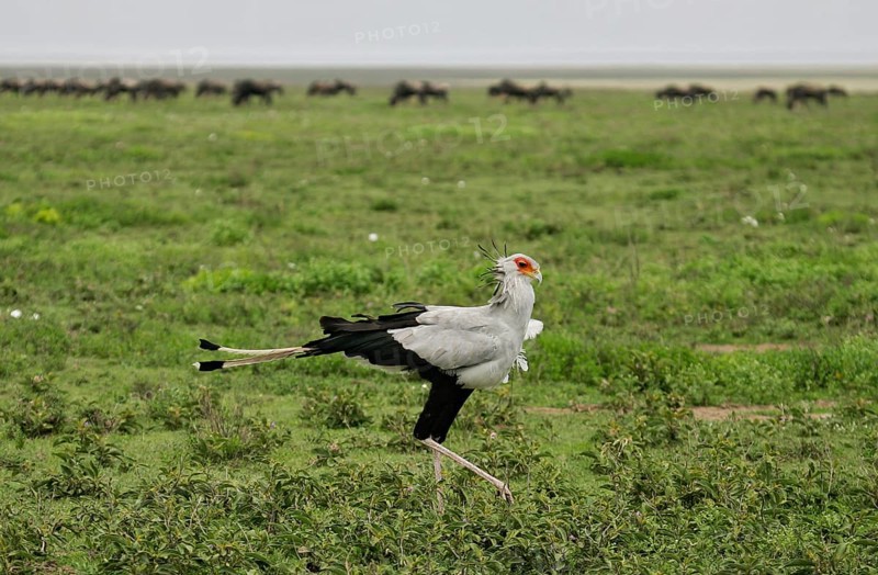 Secretary bird (Sagittarius serpentarius), adult bird walking through savannah in front of a herd of blue wildebeest (Connochaetes taurinus) in the background, Serengeti National Park, Tanzania