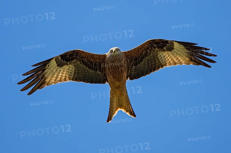 Red kite (Milvus milvus), close-up, flight image of an adult bird with outstretched wings looking directly into the camera from above, Baden-Württemberg, Germany