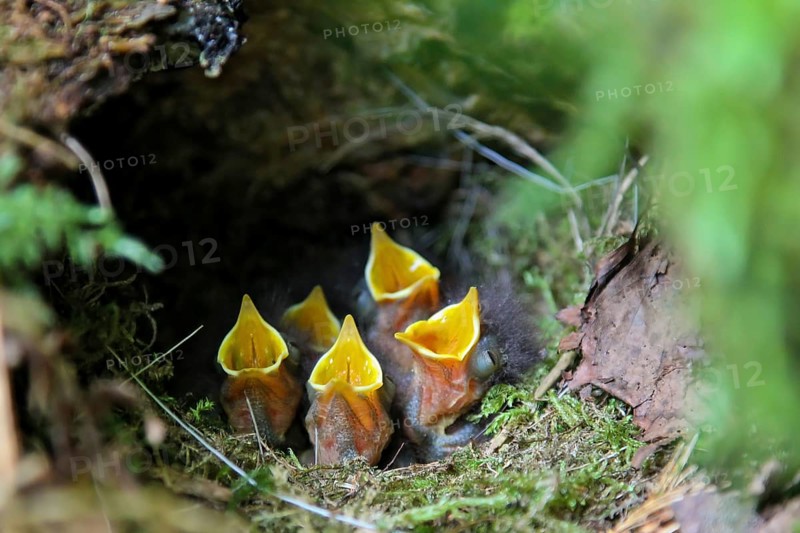 European robin (Erithacus rubecula), begging young birds with open beaks in the nest, Baden-Württemberg, Germany