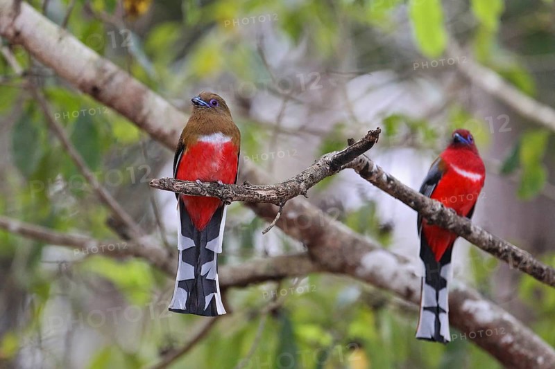 Red-headed trogons (Harpactes erythrocephalus), breeding pair with male and female sitting on a branch in the rainforest, Kaeng Krachan National Park, Thailand