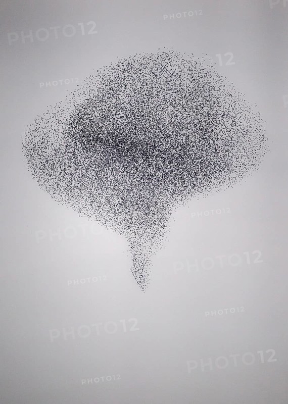 Starling (Sturnus vulgaris), huge flock in formation flight of a so-called murmuration in defence of a hunting peregrine falcon (Falco peregrinus), Rhineland-Palatinate, Germany