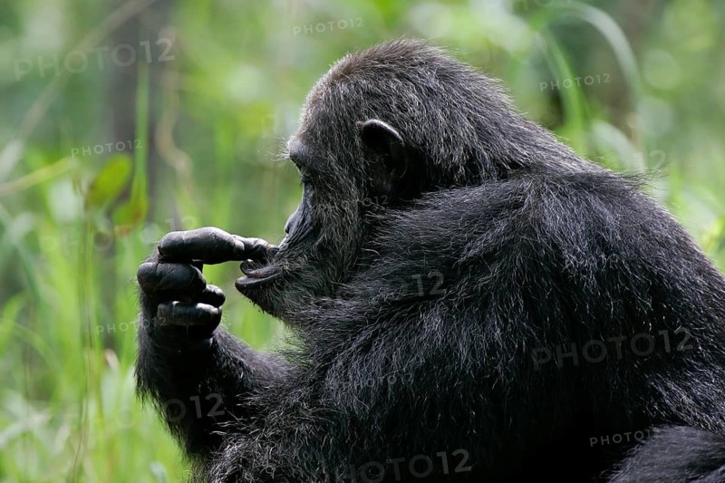 East African chimpanzee (Pan troglodytes schweinfurthii), close-up and portrait, adult with funny facial expression playing with fingers on face, Gombe Stream National Park, Tanzania