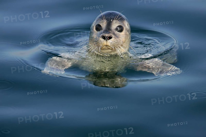 European harbour seal (Phoca vitulina), close-up and portrait, adult swims on the water surface and looks cutely into the camera with big, black saucer eyes, North Sea, offshore, Germany