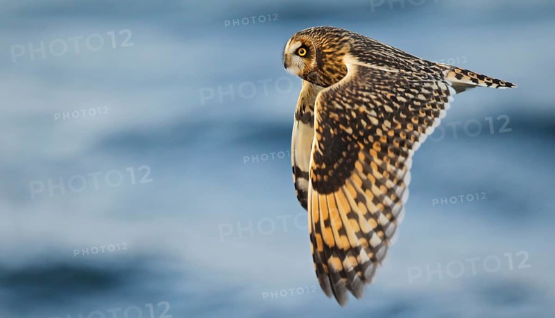 Short-eared owl (Asio flammeus), close-up, adult bird with outstretched wings in flight over the Baltic Sea, Mecklenburg-Western Pomerania, Germany