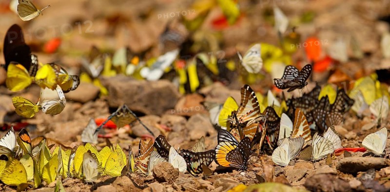 Tropical butterflies (Lepidoptera) of different species fly and feed in large groups on minerals on the ground in the rainforest, Khao Yai National Park, Thailand