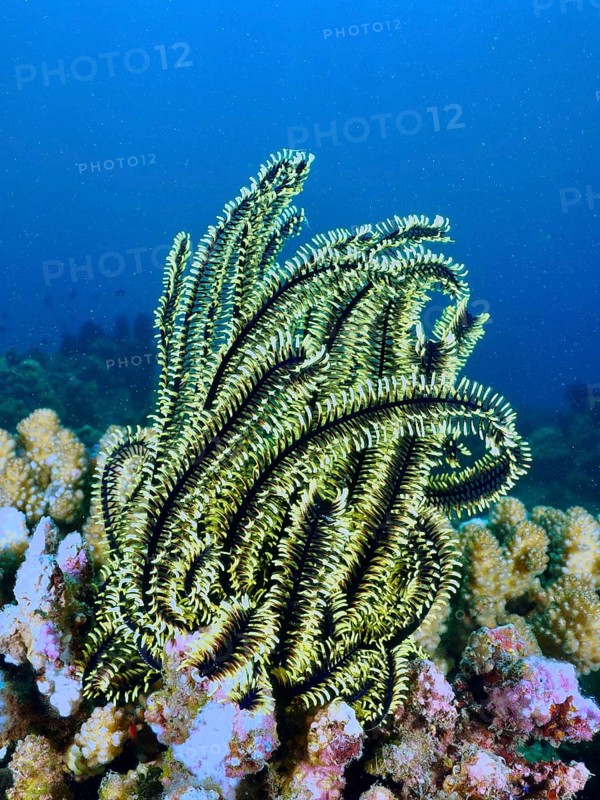 Shining starfish, Bushy feather star, Variable feather star (Comaster schlegelii), surrounded by corals in blue waters. Dive site Spice Reef, Penyapangan, Bali, Indonesia