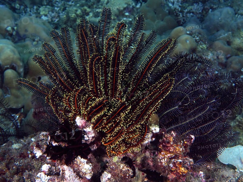 Various colourful starfish, Bushy feather star, Variable feather star (Comaster schlegelii), in a coral reef. Dive site Twin Reef, Penyapangan, Bali, Indonesia