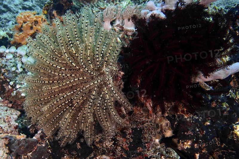 Two starfish in different colours, Bushy feather star, Variable feather star (Comaster schlegelii), on the seabed. Dive site SD, Nusa Ceningan, Nusa Penida, Bali, Indonesia